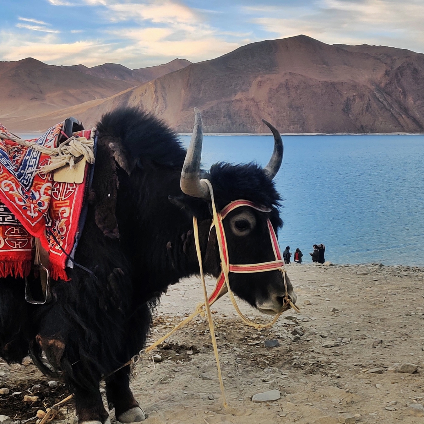 Yak Safari